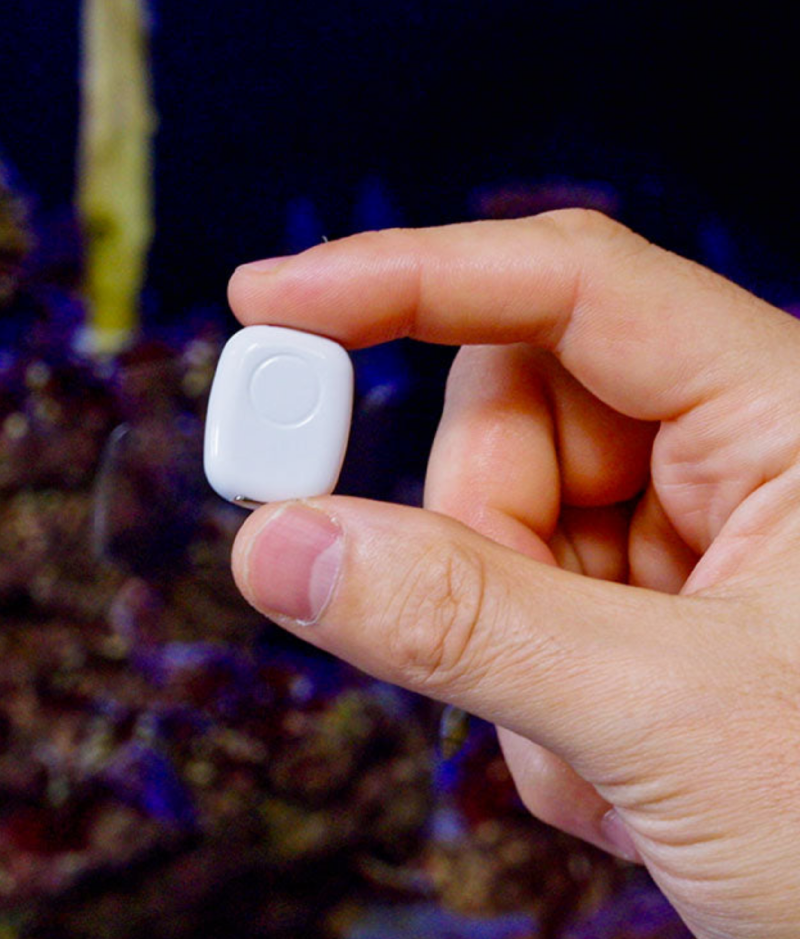 A hand holding The Pill